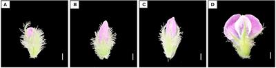 Improving Ultra-Low Temperature Preservation Technologies of Soybean Pollen for Off-Season and Off-Site Hybridization